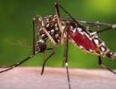 How Indian industry is tapping dengue opportunity