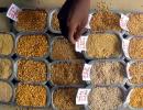 Government acts against hoarders, over 5,800 tonnes of pulses seized