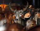 Attacks on India's beef industry hit buffalo meat trade