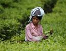 Note ban: In Assam's tea gardens cash is perennially in demand