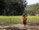 India Shining! Forest land wiped away for industrial projects