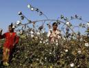 Monsanto threatens to re-evaluate India biz over Bt cotton row