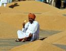 MP, not Punjab is now the top wheat-procuring state