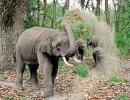 Chhattisgarh's elephantine problem