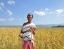 The farmer in the farm loan waiver