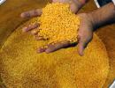 Why tur dal has suddenly become CHEAPER