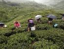 Priced tea falls prey to Darjeeling unrest