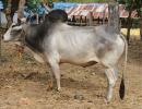 Why Nagori bull calves are suddenly so precious