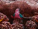 Why onion price has hit 8-month high