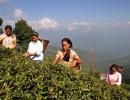 Gorkha agitation threatens Darjeeling's tea business