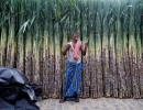 Bitter pill for India's sugar market