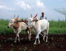 Climate change may cut farm income by 20-25%: Survey