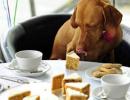 Nestle now out to woo man's best friend