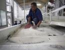 A 'bitter pill' for India's sugar industry