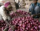 Why onion farmers are harvesting premature crop