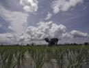 IMD tweaks monsoon forecast to help plan crops better