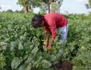 Govt makes crop insurance scheme voluntary for farmers