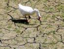 Scorching summer may hit water supply and fodder