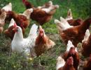 Poultry farmers in Karnataka, Kerala hit by bird flu