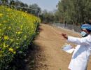 GEAC clears environmental release of GM mustard