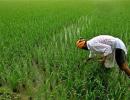 GDP report card: Agriculture sees 4.5% growth in Q2