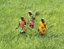 Farm growth in UPA era better than 4 years of NDA