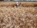 Wheat MSP hiked by Rs 105/quintal