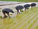 Southwest monsoon has been fairly normal this year: IMD