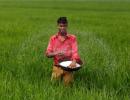 Rains to hit paddy yield in north India