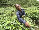 Tension at China border leaves tea companies in a stir