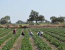 Inflation numbers show it's a double whammy for farmers