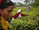 As gardens stay shut tea firms suffer heavy losses