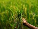 August rain to determine final output of kharif crops