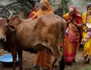 From Mata to Menace: How the holy cow may 'eat' votes!