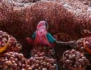 Onion prices shoot up as export curbs are lifted