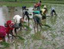 Kharif sowing rises to 1,062.93 lakh hectares so far