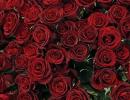 Roses to become pricier as demand rises ahead of V-Day