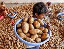 Humble potato takes tech route to health food status