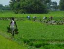 Agri loans not entitled for interest waiver, says govt