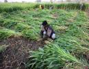 Agriculture grows at 3.4% in Q1 despite poor GDP