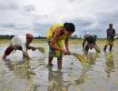 India expected to harvest bumper kharif crop in FY21