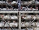 Bird flu: The Rs 90K cr poultry industry is in a fix