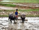 Deficient Rains Threaten Kharif Crop