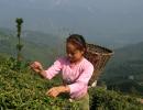 Crisis Brews In Darjeeling's Tea Gardens