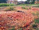 Now soaring tomato prices add to household woes