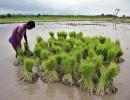 Rice production may fall by 10-12 mn tonnes this year