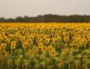 Sunflower oil shipments to India from Russia is normal