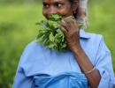 Ukraine crisis: India's tea exports likely to be hit