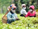 Tea Industry Hopes Russia Makes Tea, Not War