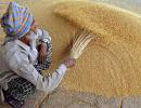 Wheat prices at record high of Rs 23,547/tonne